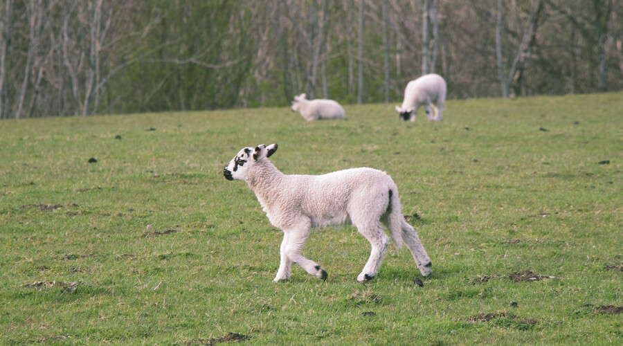 English lamb