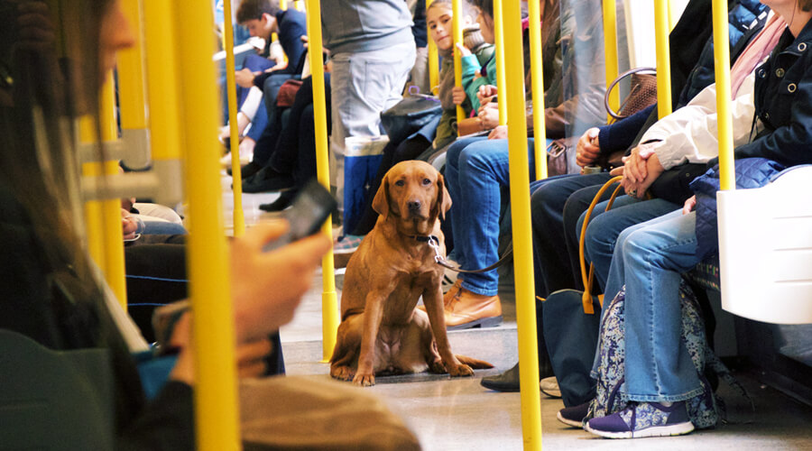 Dog on London tube