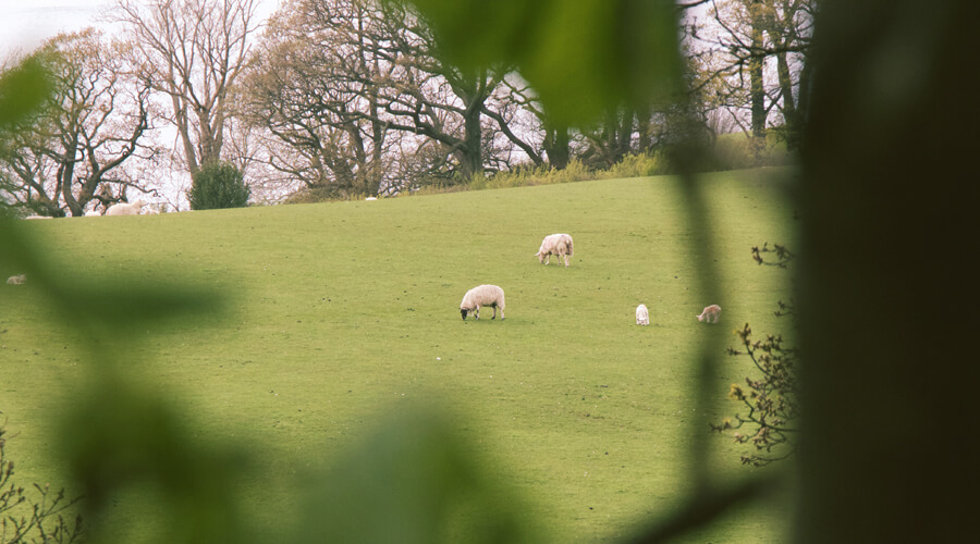 Sheep UK