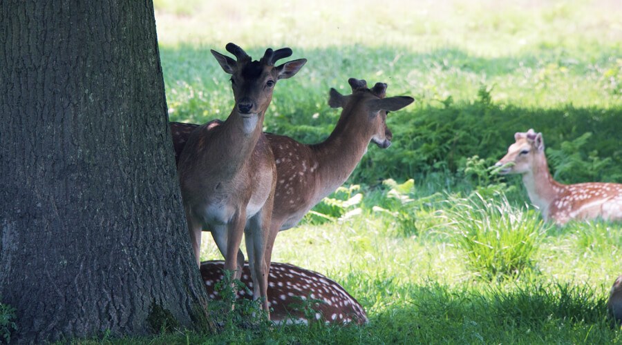 Richmond Park deer