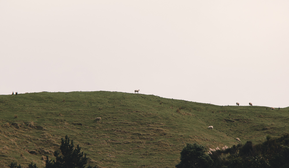 Sheep on hill