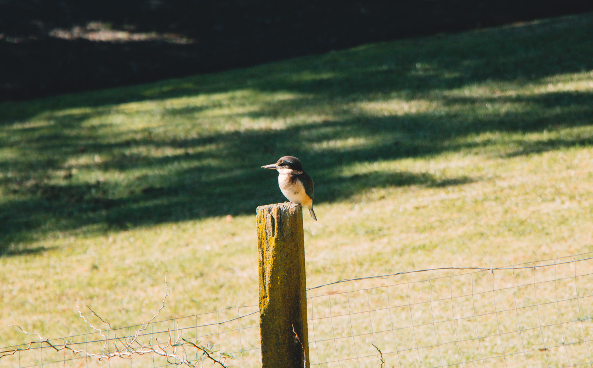 Coromandel Kingfisher