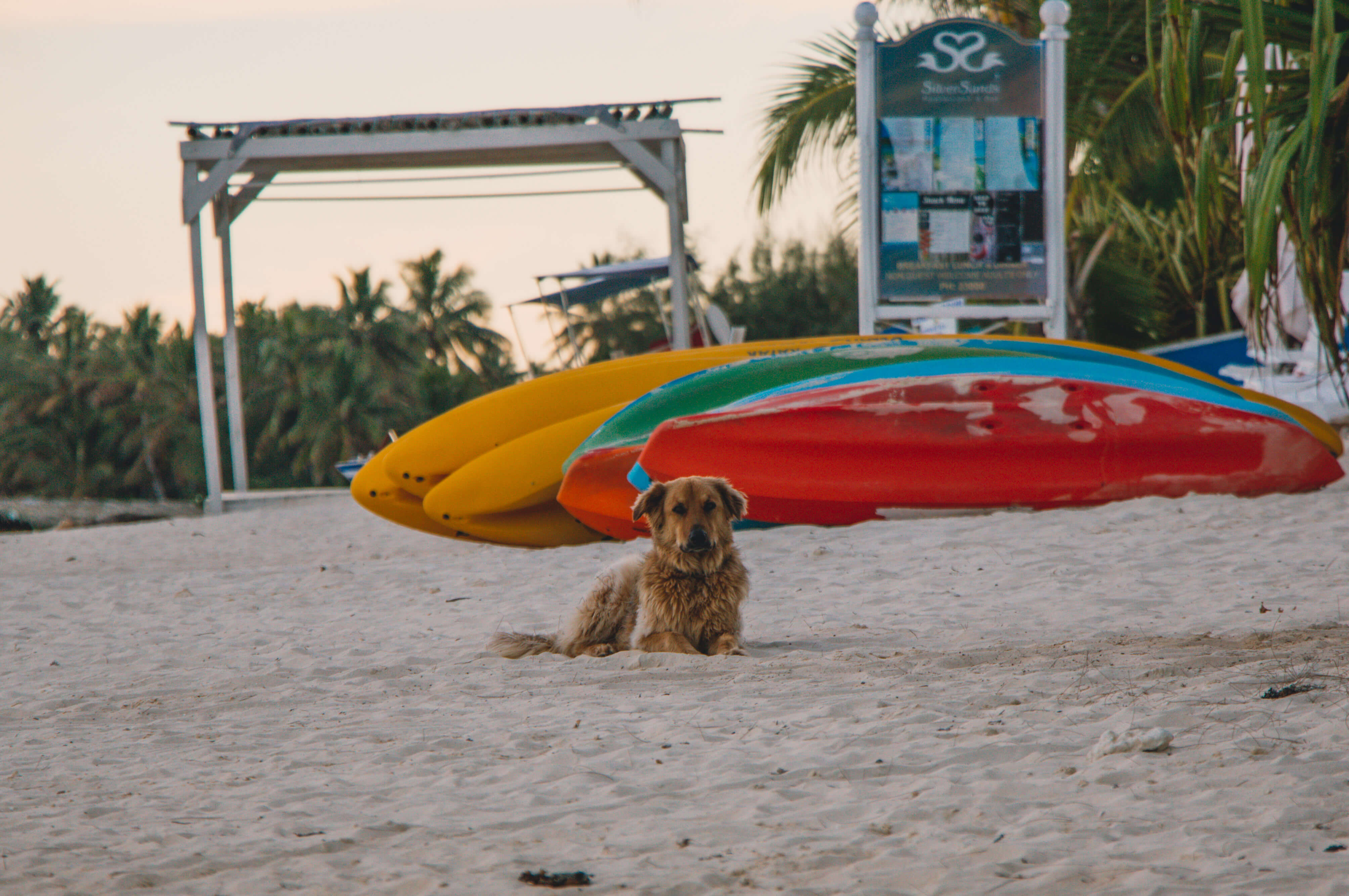 Rarotonga beach dog