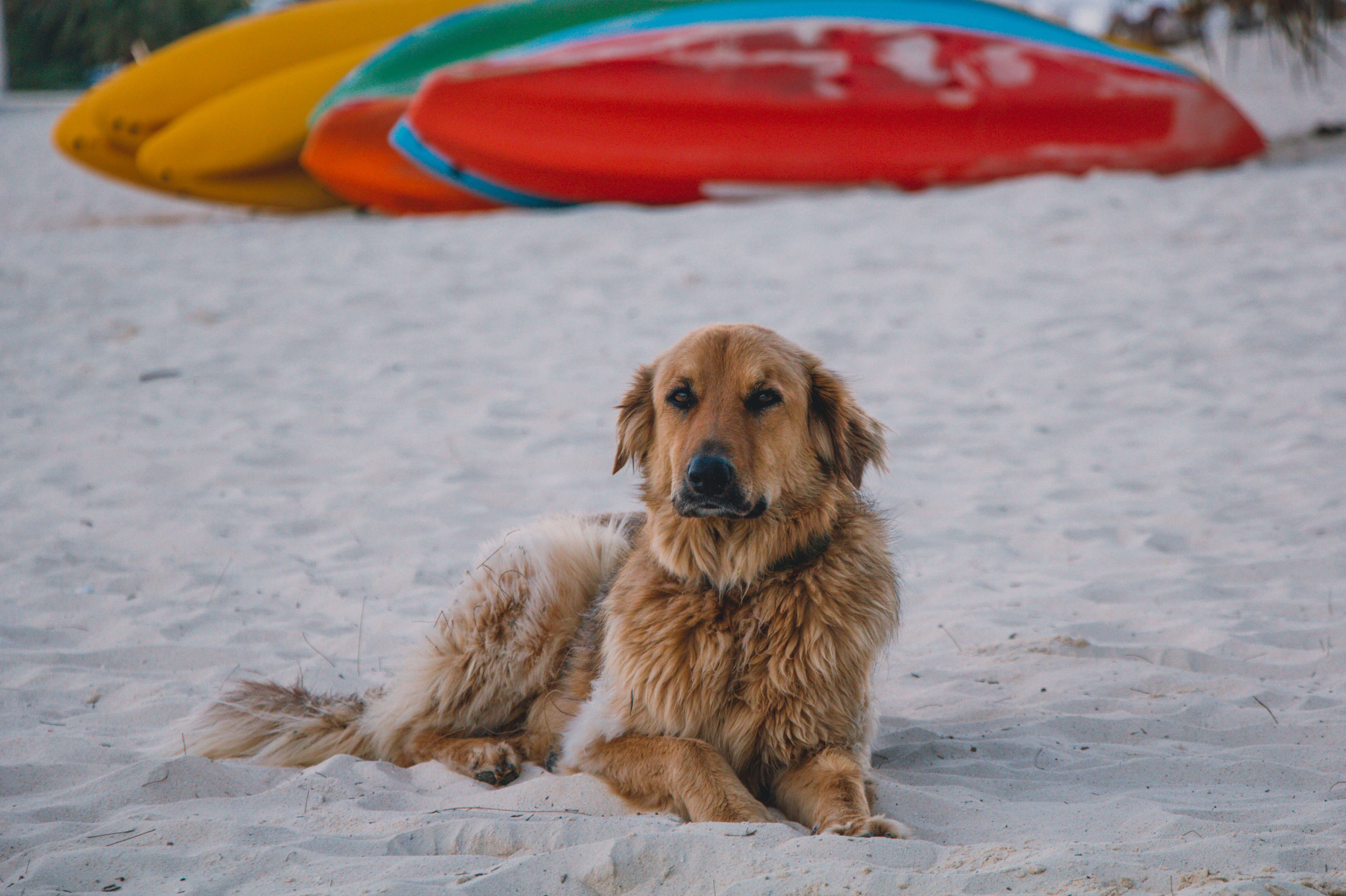 Rarotonga beach dog
