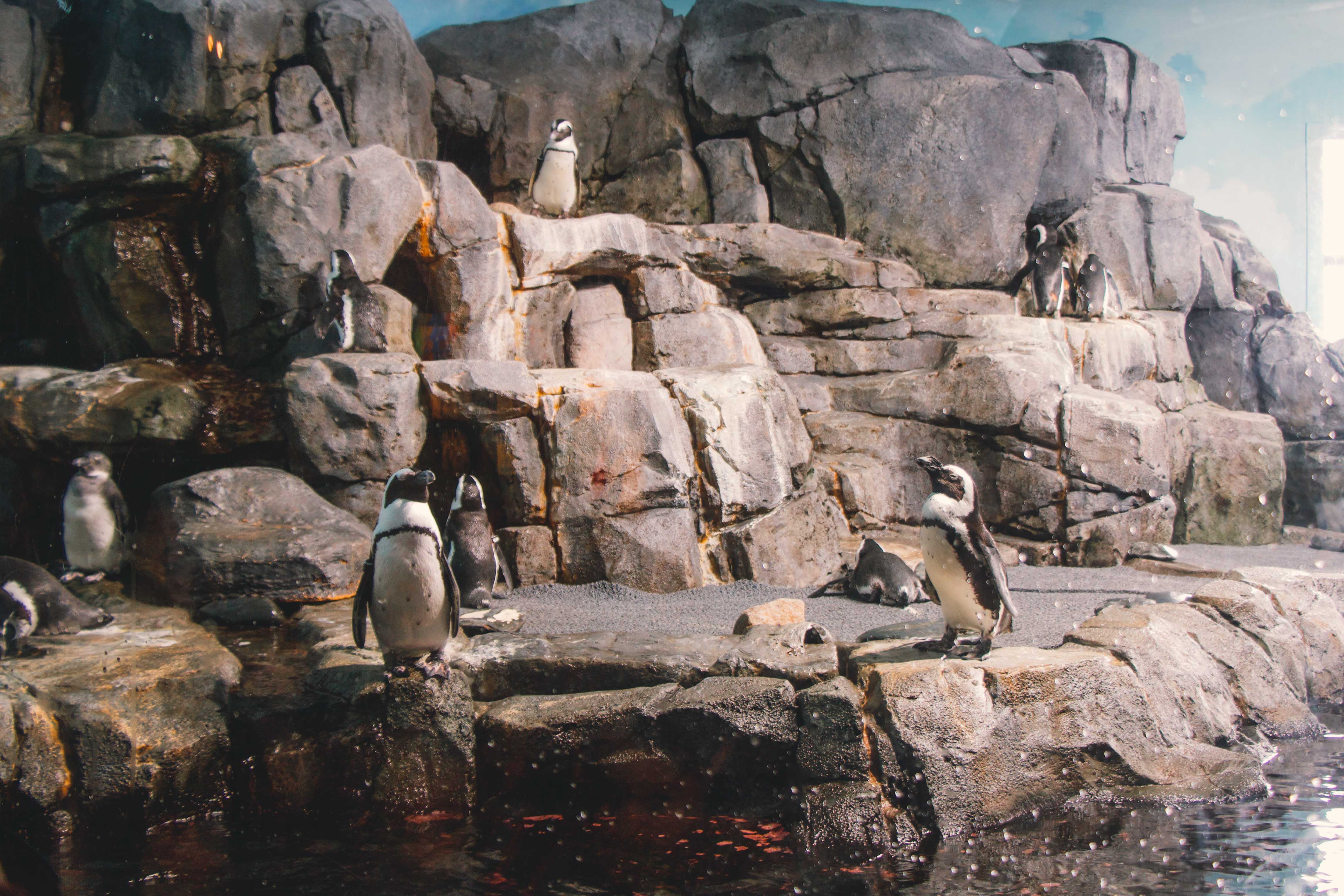 Monterey penguins 