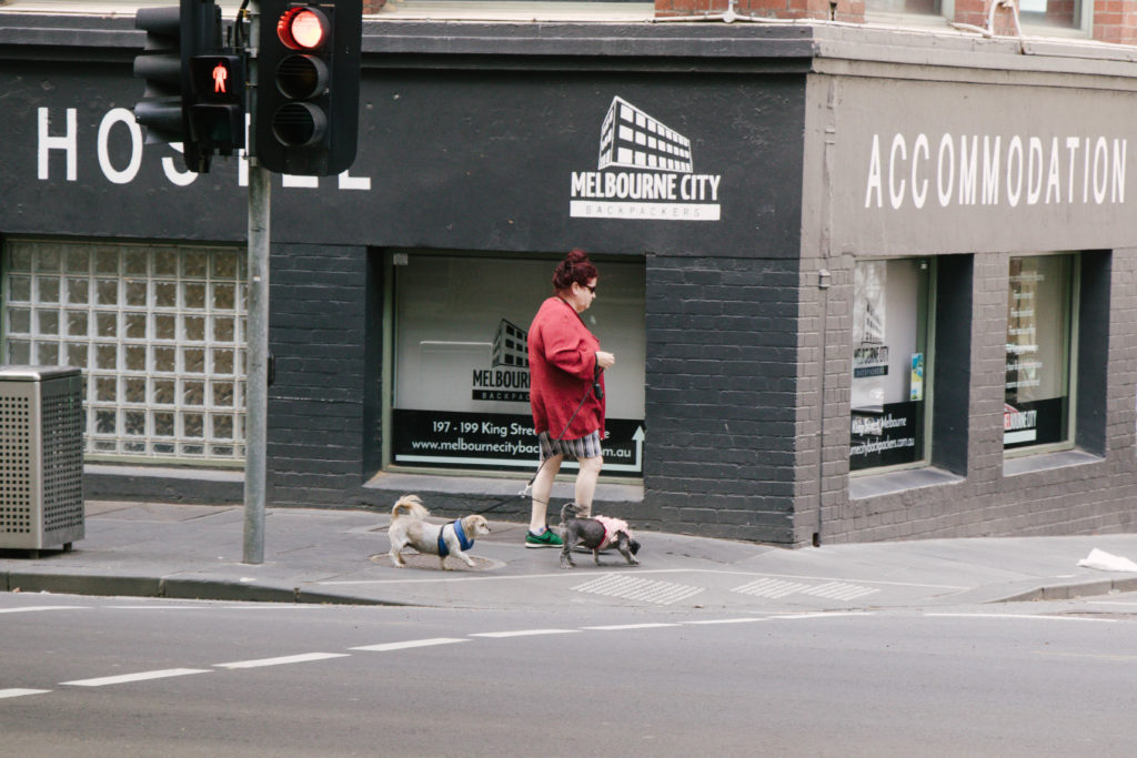 Melbourne dog